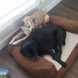 Entry image for Cohen and Zoomer