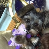Entry image for Bella 