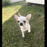 Entry image for Lexi