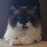 Entry image for Mr. Fluff