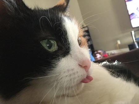 Entry image for Biscuit. Clicking this image will show a larger photo