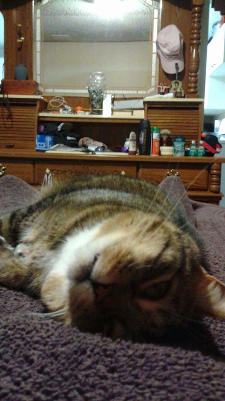 Entry image for Milo. Clicking this image will show a larger photo