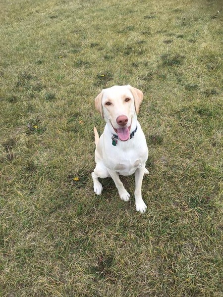 Entry image for Charlie. Clicking this image will show a larger photo