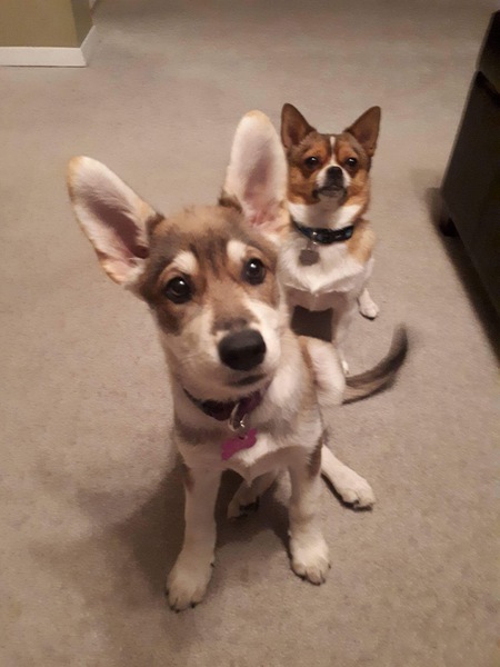 Entry image for Simba & Sadie . Clicking this image will show a larger photo