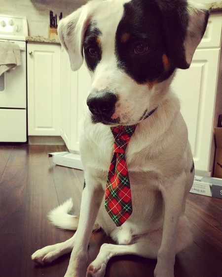 Entry image for Tucker. Clicking this image will show a larger photo