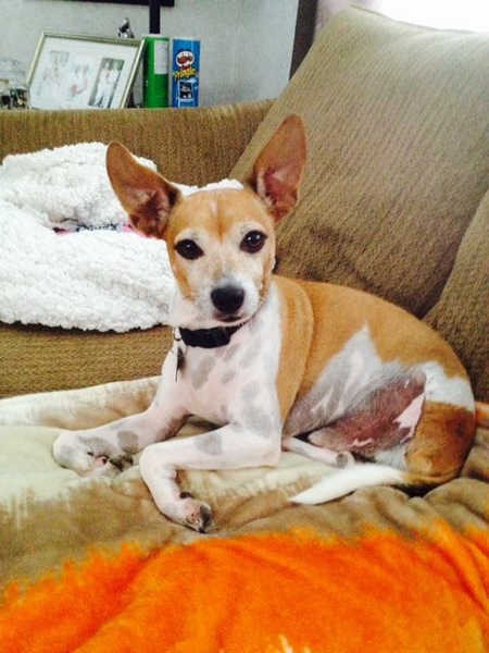 Entry image for Chico. Clicking this image will show a larger photo