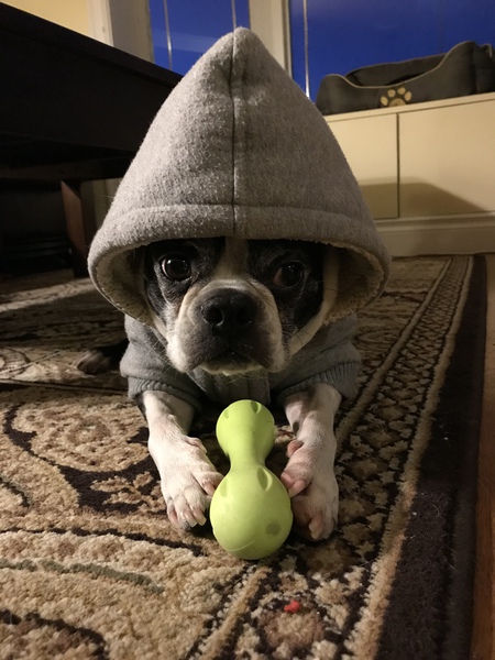 Entry image for Dexter. Clicking this image will show a larger photo