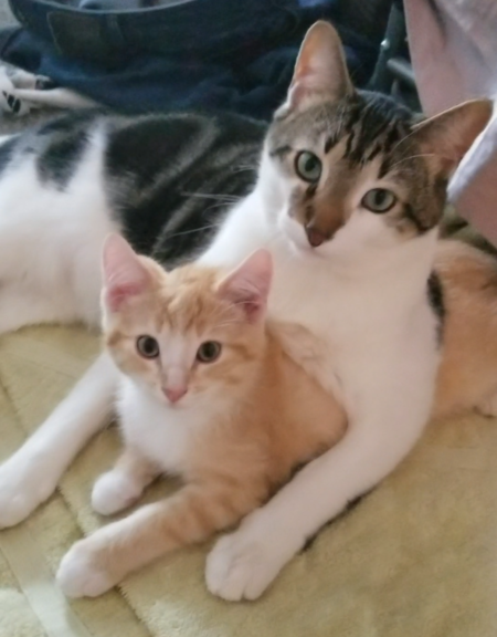 Entry image for Bandit and Simba . Clicking this image will show a larger photo