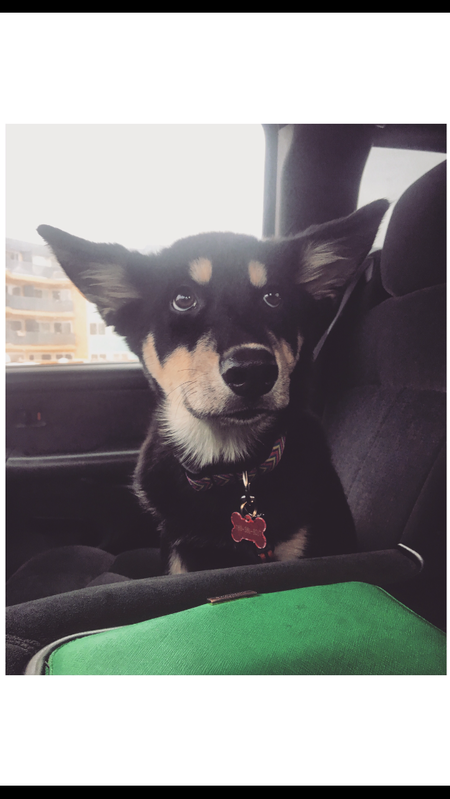 Entry image for Bella. Clicking this image will show a larger photo