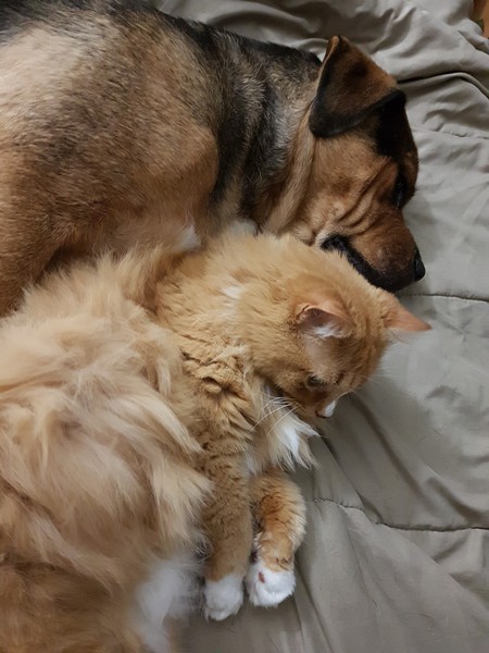 Entry image for Angie and Brutus. Clicking this image will show a larger photo
