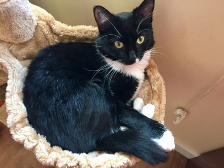 Entry image for Mittens . Clicking this image will show a larger photo