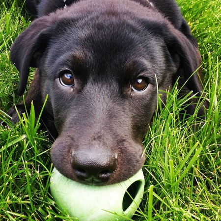 Entry image for Murphy. Clicking this image will show a larger photo