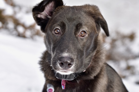 Entry image for Sofie. Clicking this image will show a larger photo