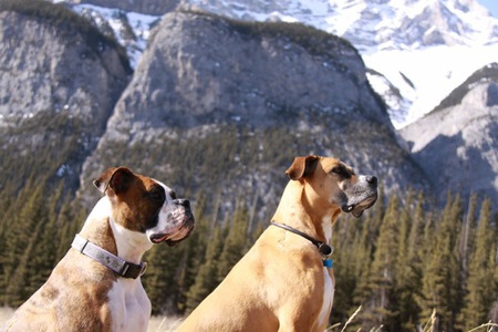Entry image for Gryphon & Chloe. Clicking this image will show a larger photo