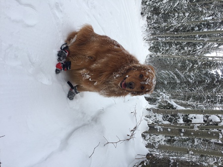 Entry image for Bently. Clicking this image will show a larger photo