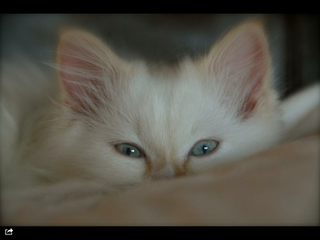 Entry image for Forrest . Clicking this image will show a larger photo