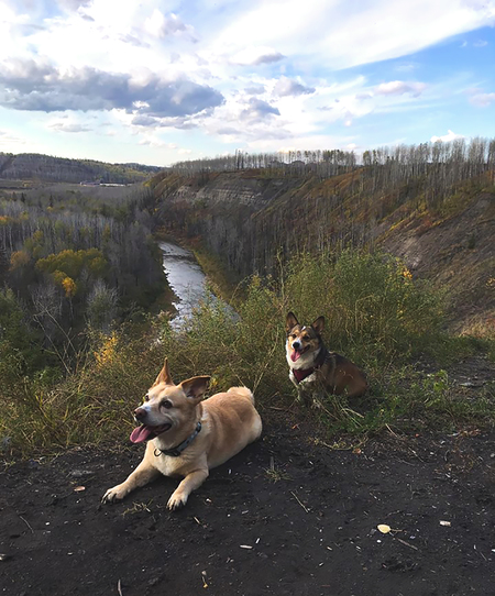 Entry image for Kovu and Kiara . Clicking this image will show a larger photo