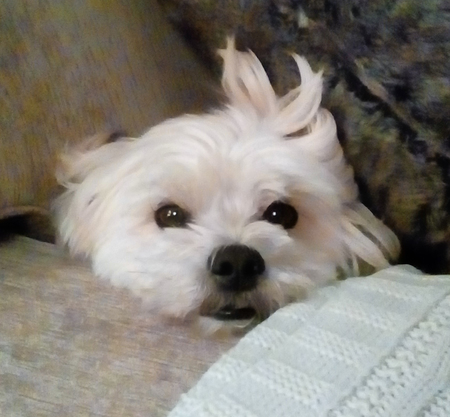 Entry image for Cooper. Clicking this image will show a larger photo
