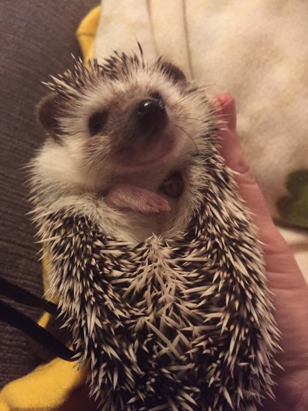 Entry image for Penelope. Clicking this image will show a larger photo