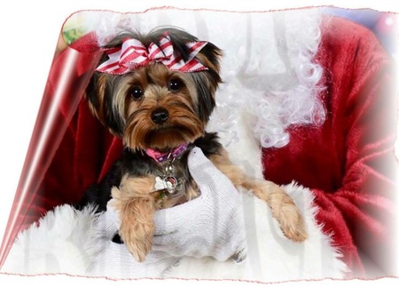 Entry image for Molly. Clicking this image will show a larger photo