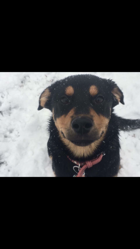 Entry image for Maggie. Clicking this image will show a larger photo