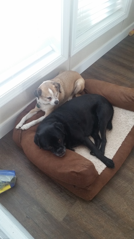 Entry image for Cohen and Zoomer. Clicking this image will show a larger photo