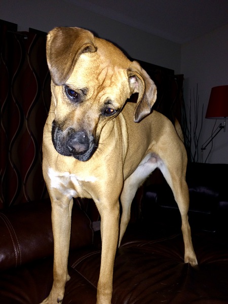 Entry image for Shelby. Clicking this image will show a larger photo