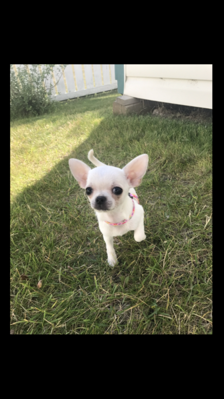 Entry image for Lexi. Clicking this image will show a larger photo