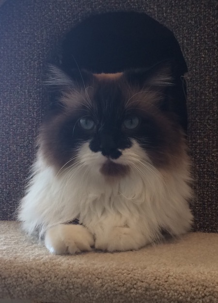 Entry image for Mr. Fluff. Clicking this image will show a larger photo