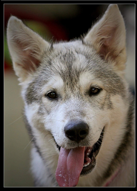 Entry image for Mallie. Clicking this image will show a larger photo