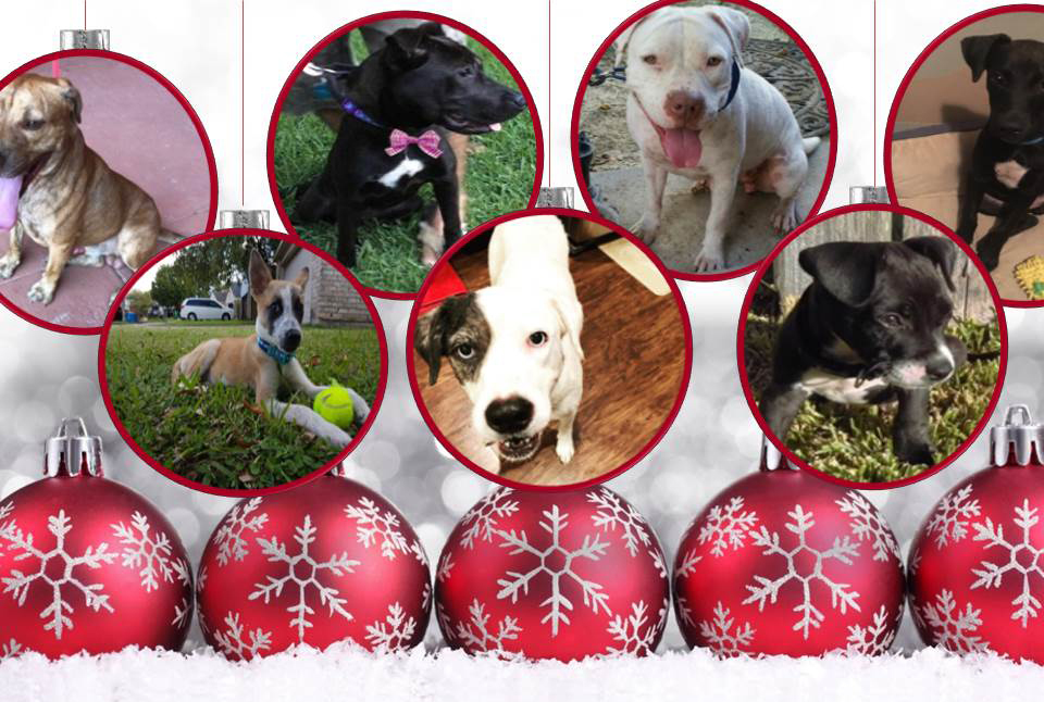 Banner for Home for the Holidays Photo Contest