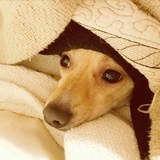 Entry image for Ditzy. It's cold outside!