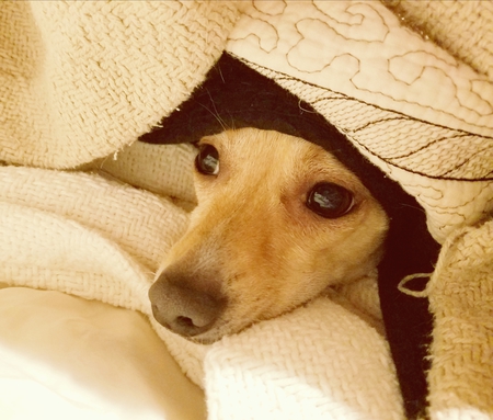 Entry image for Ditzy. It's cold outside!. Clicking this image will show a larger photo