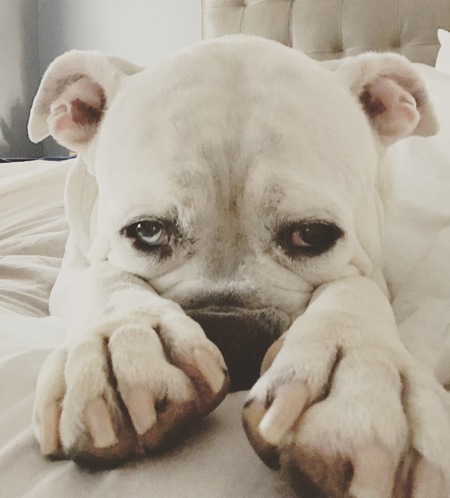 Mavi