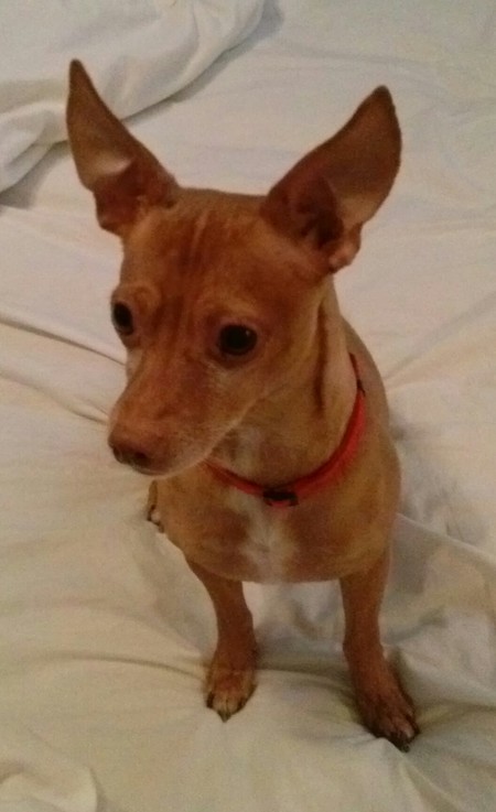 Scrappy