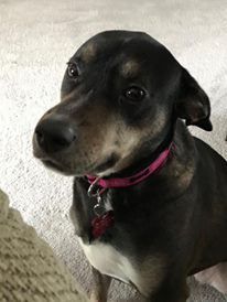 Piper