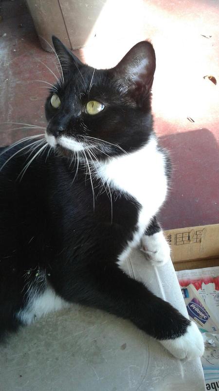 Bella