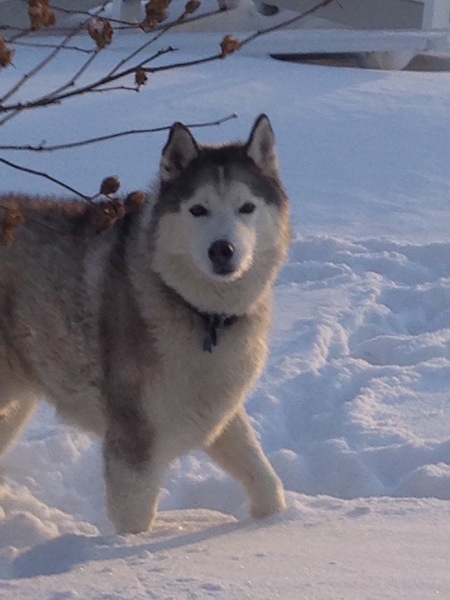 Koda