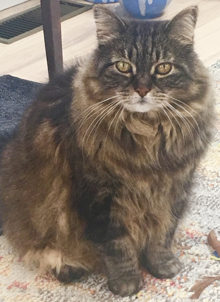 Miss Priscilla (Prissy)