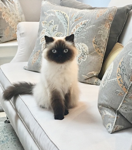 Skipper (aka Munchie or Kippers)