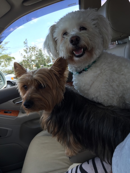 Jack and Spike