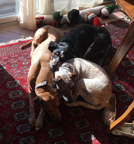 Zeus, Lucy & Nikki