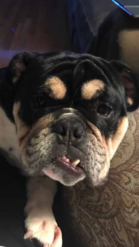 Pudge The Official Mascot