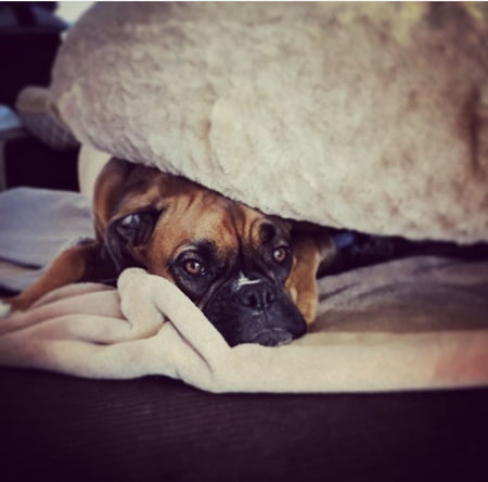 Lucy 