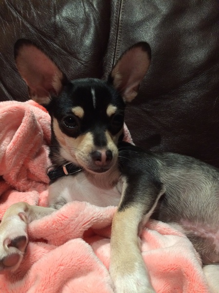 Winston