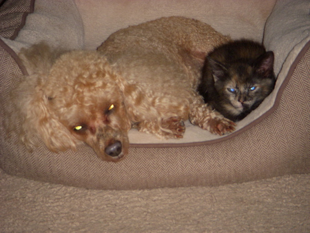 Cezanne (poodle) Serenity(kitten) the bed buddies