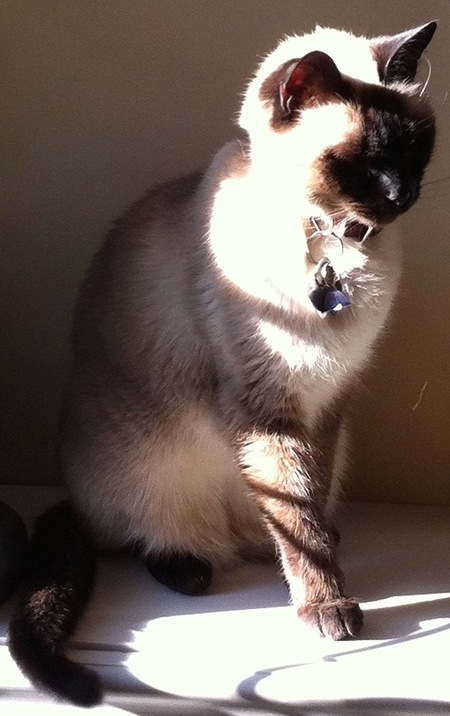 Sammy
