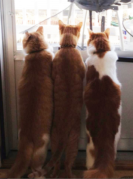 Larry, Curly, Moe