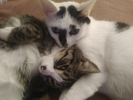 Willie and Calder