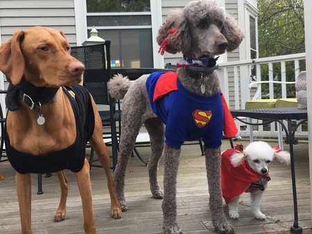 Maya, Coco and Bella